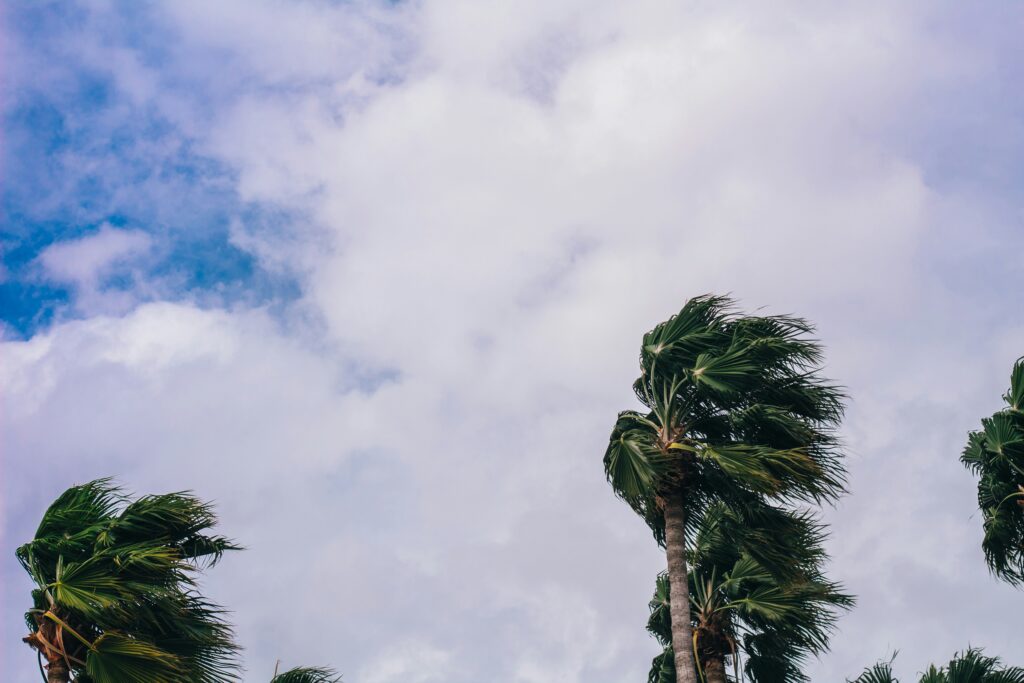 Palm trees blowing in the wind.