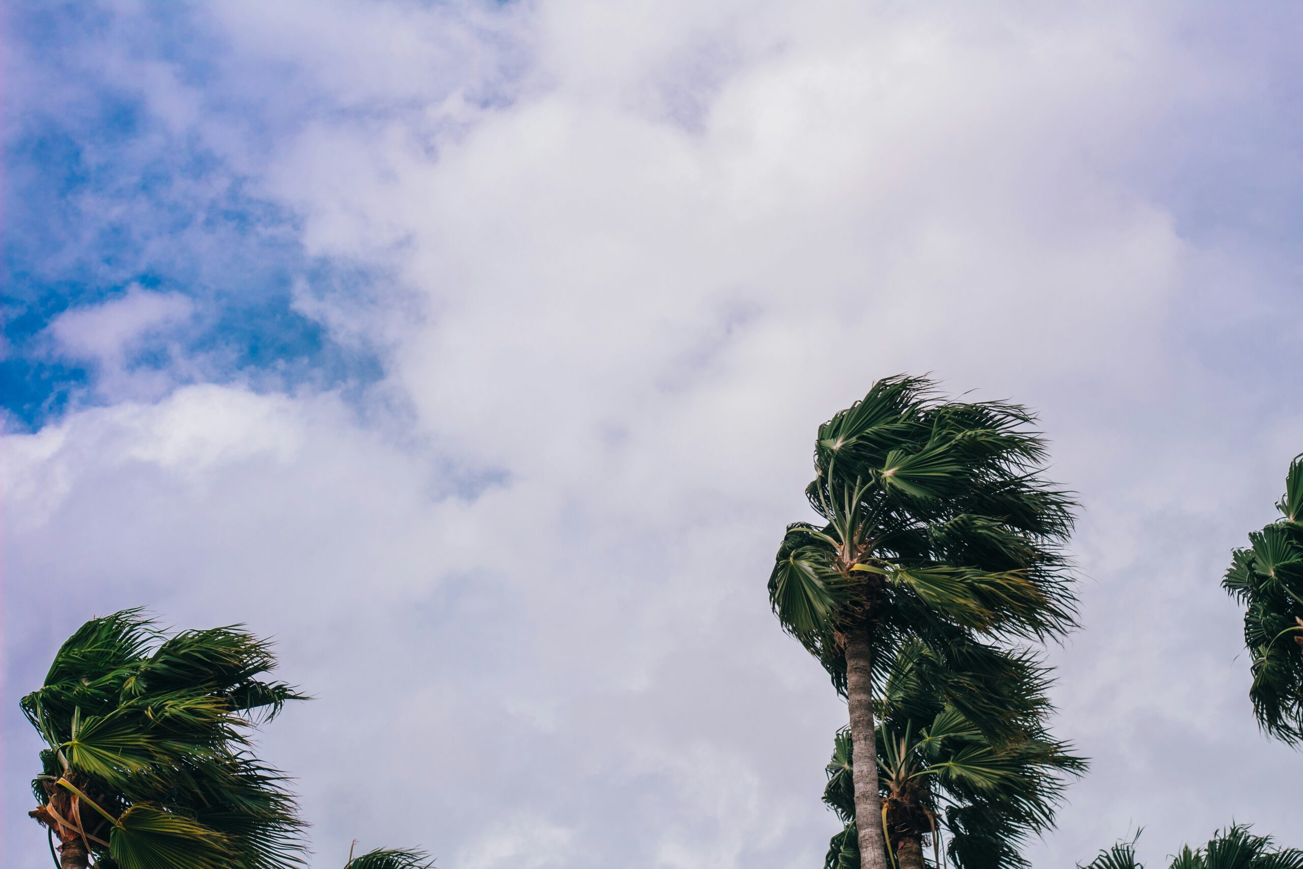 Palm trees blowing in the wind.